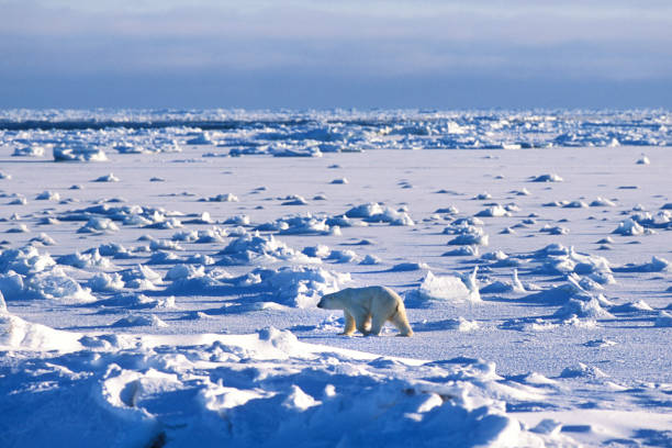 istock One Wild Polar Bear Walking on Icy Hudson Bay 155283378