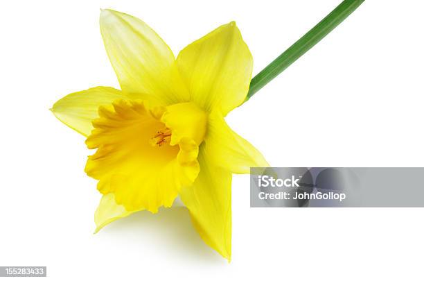 Narciso - Fotografias de stock e mais imagens de Narciso - Flor - Narciso - Flor, Fundo Branco, Amarelo