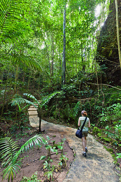 Welchman Hall Gully, Barbados The Welchman Hall Gully is a paradise of trees, bushes and flowers with a path that allows you to see almost 200 species of tropical plants and to imagine what the island was like 300 years ago. It was bought by the Barbados National Trust in 1962, and was their first property. They continued to develop the gully by adding more exotics trees and ornaments, thus creating a tropical forest, mixed with Barbadian and other exotic tropical plants. St. Thomas, Barbados. national trust photos stock pictures, royalty-free photos & images