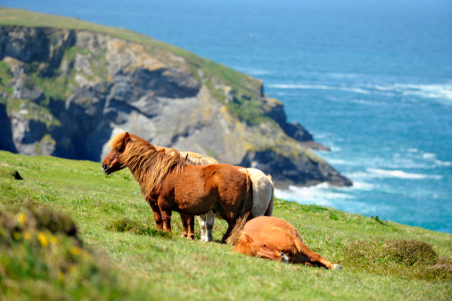 Wild Shetland Ponys standing on a meadow above the atlantic ocean, Cornwall, UK.