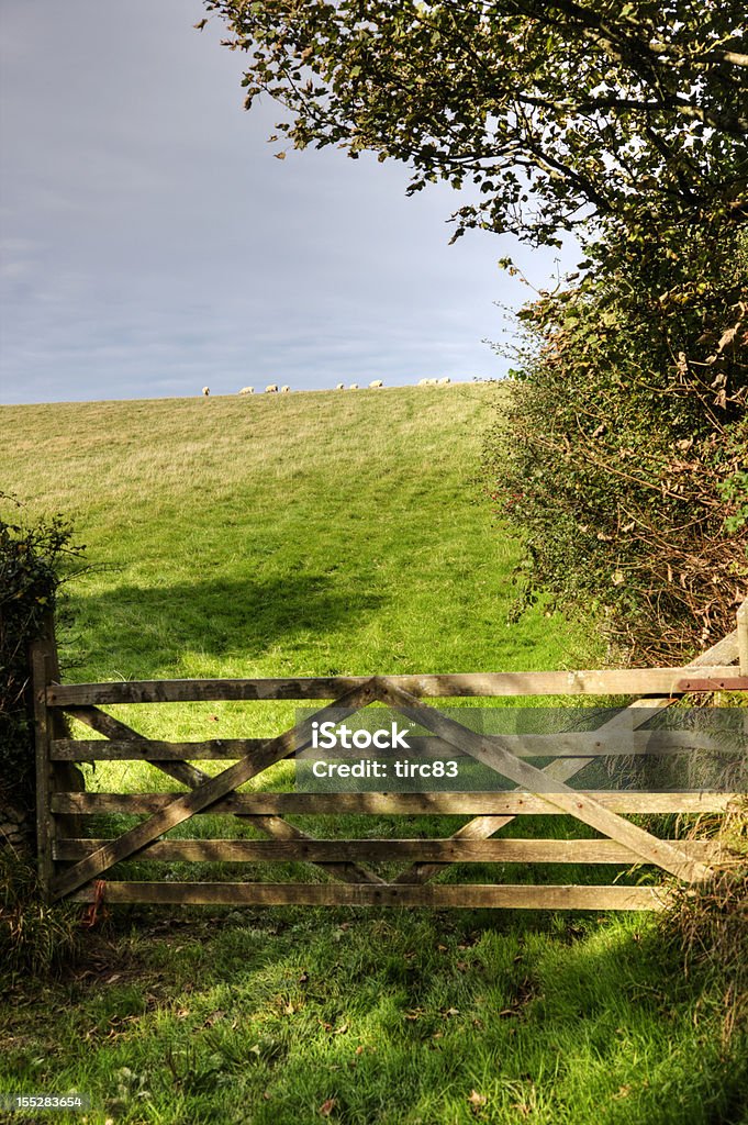 Sheep in field wooden gate closeup Agricultural Field Stock Photo