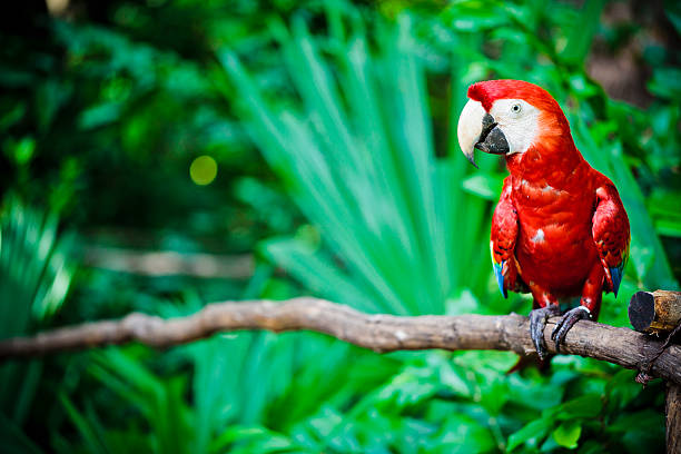 นกแก้วมาคอว์สีแดงเข้มนั่งอยู่บนกิ่งไม้ - scarlet macaw ภาพสต็อก ภาพถ่ายและรูปภาพปลอดค่าลิขสิทธิ์