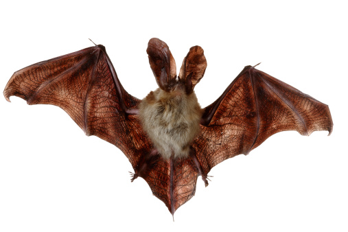 Front view of a bat, isolated on white