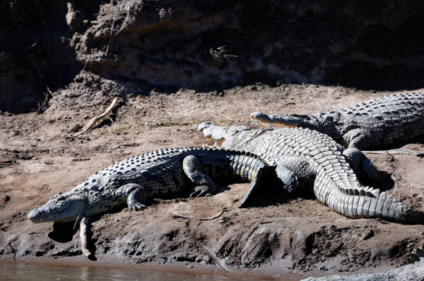 istock Wild Crocodiles on an African River Bank 155283940
