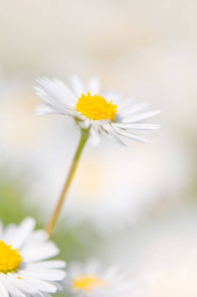 Daisy wildflower close-up on green background seen at sunset in the wild.