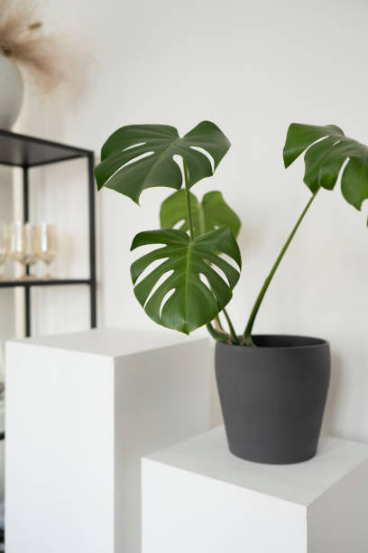 istock Tropical Monstera plant in black pot 1552842973