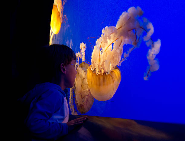 istock kid watching jellyfish at the aquarium 155284439