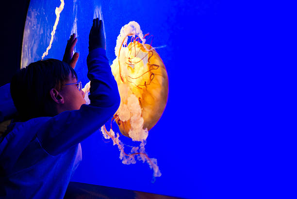 istock kid watching jellyfish at the aquarium 155284441