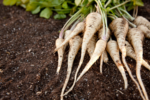 Fresh homegrown parsnips, freshly harvested, laying on a bed of garden soil.