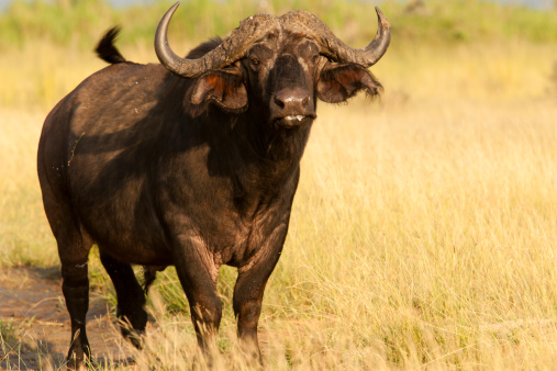 Buffaloe in Murchison Falls National Park, Uganda, Africa