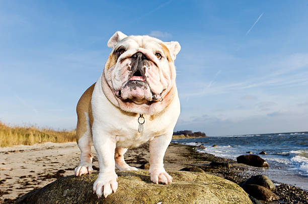 orgoglioso churchill come bulldog britannico sulla spiaggia - english bulldog foto e immagini stock