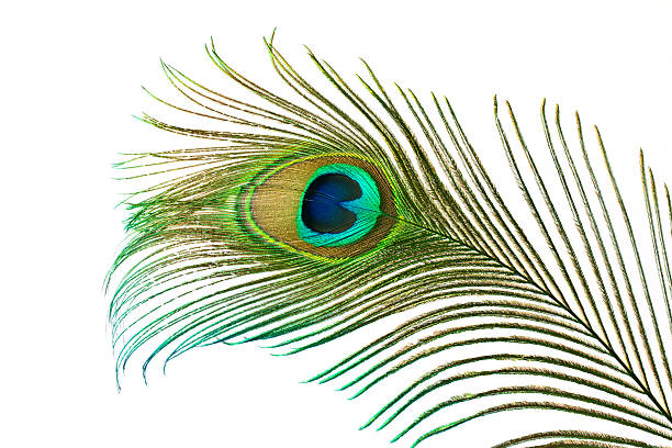 peacock feather - 藍孔雀 個照片及圖片檔