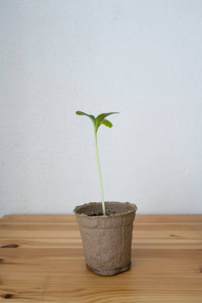 istock Green seedling in peat pot on wooden table 1552845665