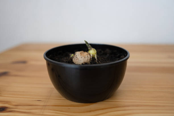Small seedling in a black pot on a wooden table
