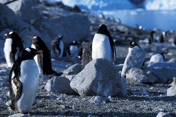 flock of wild gentoo pinguine auf die küste - pebble gentoo penguin antarctica penguin stock-fotos und bilder