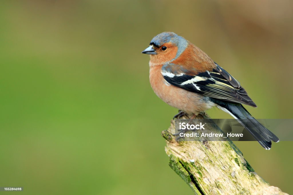 Pinzón vulgar (Fringilla coelebs) - Foto de stock de Fringilla libre de derechos