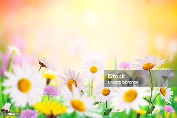 Daisy Campo Foto de stock y más banco de imágenes de Aire libre - Aire libre, Amarillo - Color, Belleza