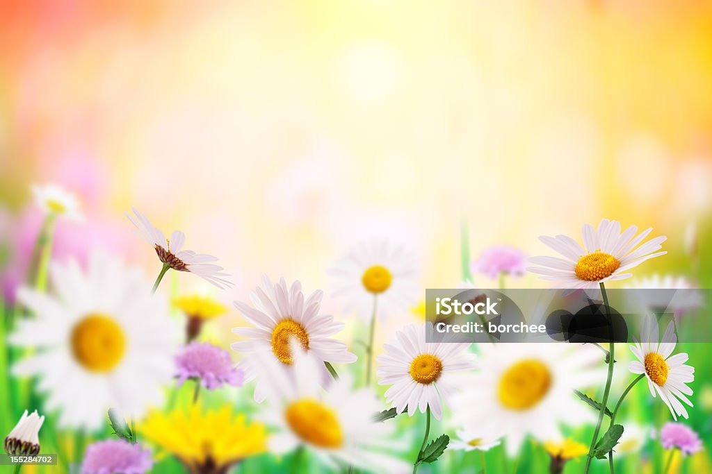 Daisy campo - Foto de stock de Amarelo royalty-free