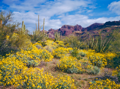 Spring Brittlebush blossoms carpet the desert below The Supertition Mountains in the Tonto National Forest near Phoenix Arizona