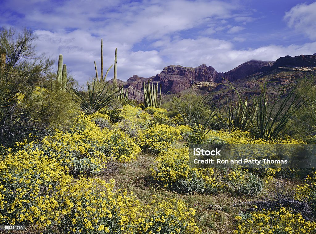 Spring in Arizona Spring Brittlebush blossoms carpet the desert below The Supertition Mountains in the Tonto National Forest near Phoenix Arizona Desert Area Stock Photo