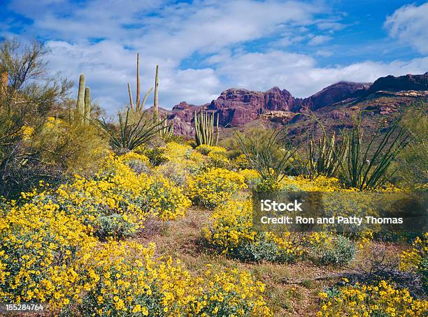 Spring In Arizona Stock Photo - Download Image Now - Desert Area, Arizona, Phoenix - Arizona