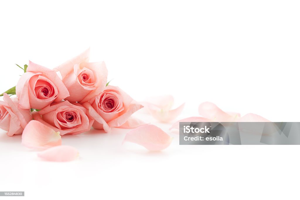 Pétalos de rosas y - Foto de stock de Rosa - Flor libre de derechos