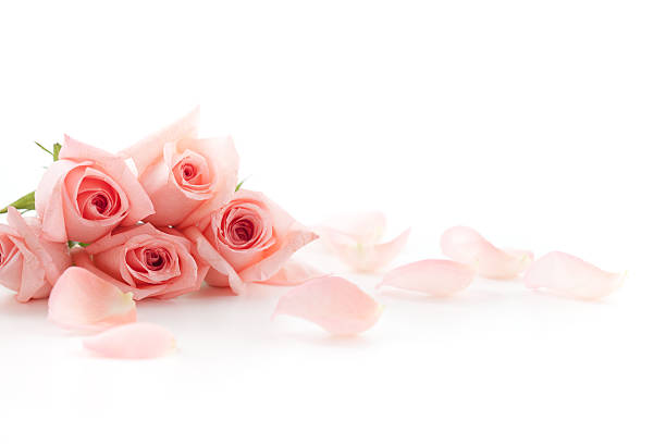 Roses and petals stock photo