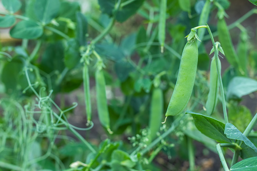 Growing green beans on a bush in the middle of a beautiful garden during the sunny summer.