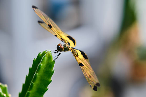 The Delicate Balance: Dragonfly Perched on a Cactus stock photo