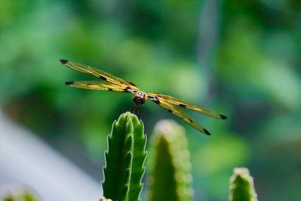 The Delicate Balance: Dragonfly Perched on a Cactus stock photo