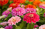Assortment of pink-shaded zinnias in a flower patch