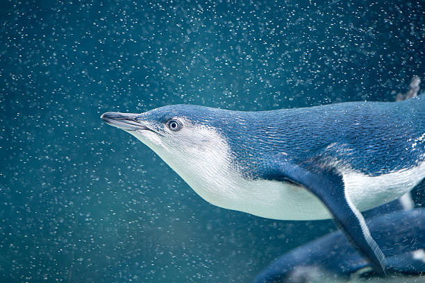 маленький пингвинов (eudyptula незначительные) играет в волны, australia (xxxl - fairy penguin стоковые фото и изображения