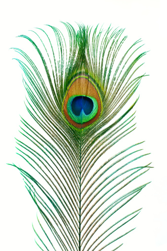 Peacock tail. Colorful peacock feather banner. Background.