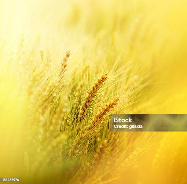 Golden Trigo En Primer Plano Foto de stock y más banco de imágenes de Agricultura - Agricultura, Aire libre, Armonía - Concepto
