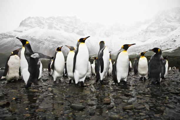 istock Antarctica King Penguins South Georgia Polar Circle 155286011