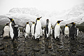 Antarctica King Penguins South Georgia Polar Circle