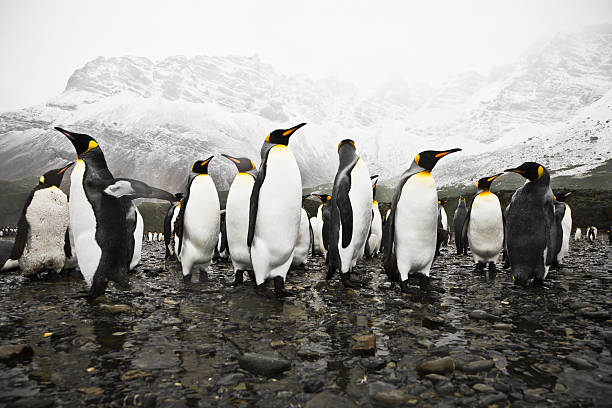 antártica king pinguins south georgia círculo polar - pinguim de schlegel - fotografias e filmes do acervo