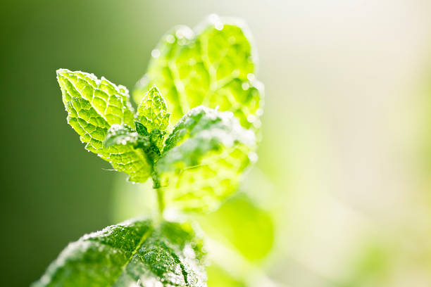 istock fresh mint leaves drops of water 155286050