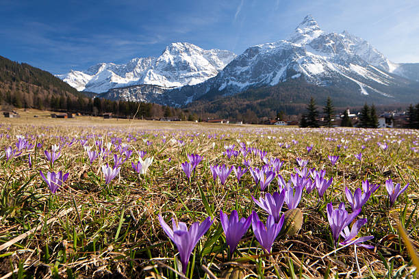 spring crocus meadow in the alps, tirol - austria crocus meadow near the village of ehrwald/ austria ehrwald stock pictures, royalty-free photos & images