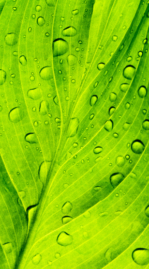 Close-up of water drop falling from tip of green leaf.