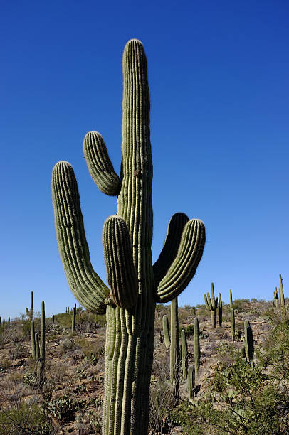Saguaro cacti in Arizona, near Tucson, AZ.