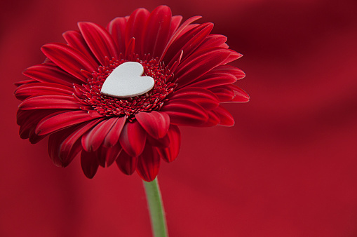 Red gerber daisy with white felted heart in the middle on red background.