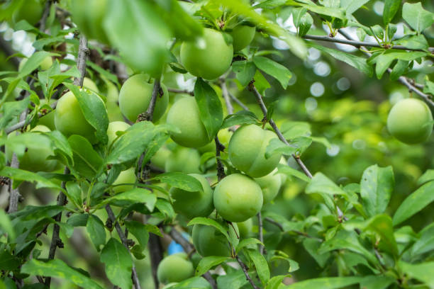 istock green plums on a branch on a sunny spring morning, selective focus 1552864059