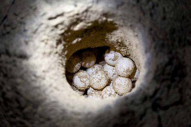 Green sea turtle eggs in sand hole at hatchery site Green sea turtle eggs in a sand hole at hatchery site sea turtle egg stock pictures, royalty-free photos & images