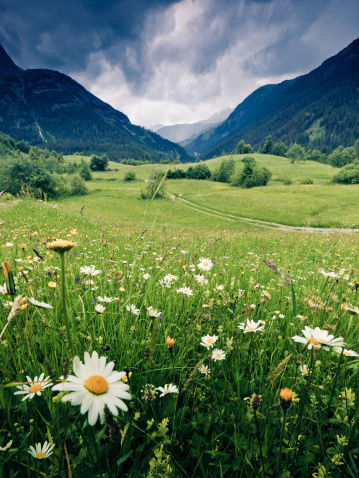 spring meadow with margueritedramatic sky and near steeg- tirol austria