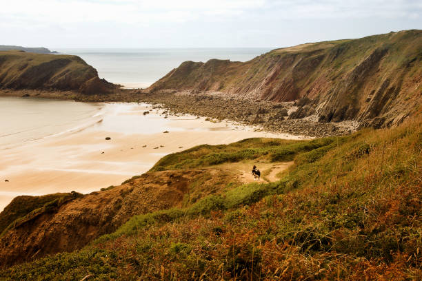 Border collie on coastal path above Marloes Beach in Pembrokeshire