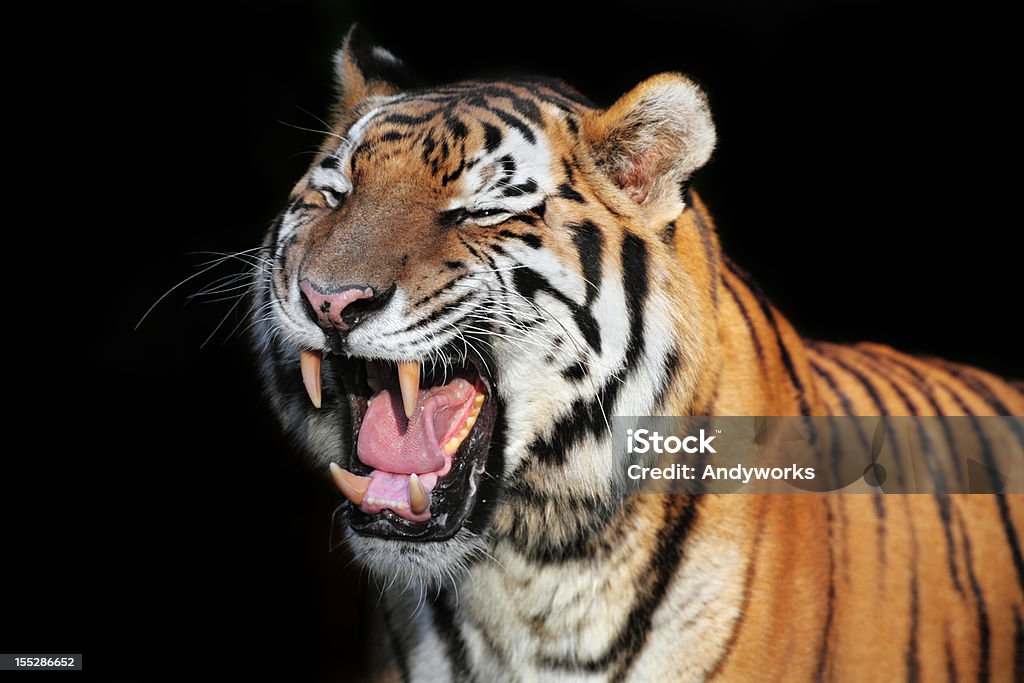 Brüllenden Tiger XXXL - Lizenzfrei Tiger Stock-Foto