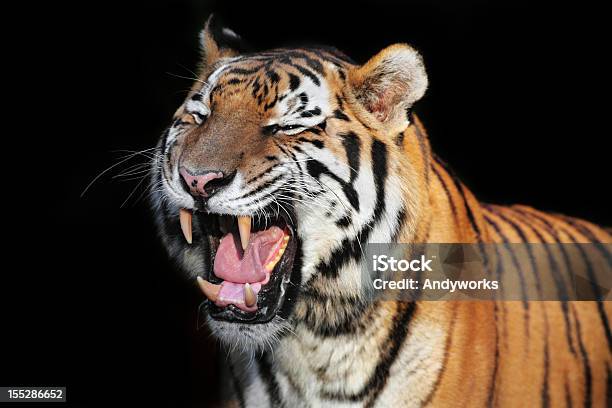 Brüllenden Tiger Xxxl Stockfoto und mehr Bilder von Tiger - Tiger, Freisteller – Neutraler Hintergrund, Tiergebrüll