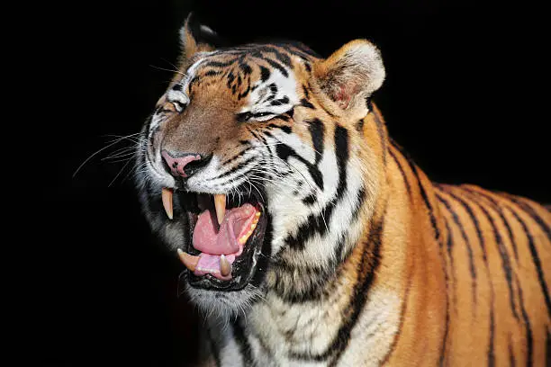 Photo of Roaring Tiger XXXL