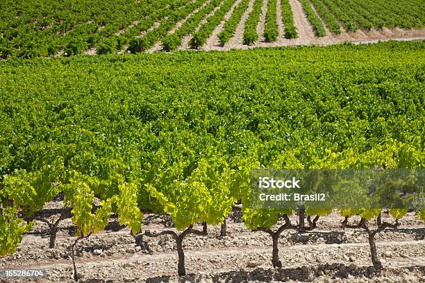 Vineyard Rows Curving Up A Hillside Stock Photo - Download Image Now - Agriculture, Burgundy - France, Color Image